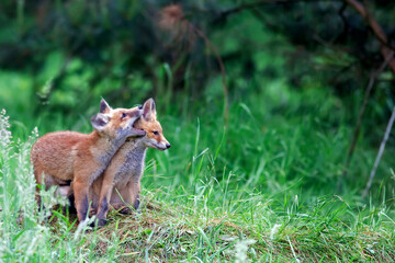 Foxes in the forest