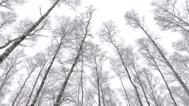 Beautiful winter birches in forest 4K. Calm scene, outdoor, nature, daylight, day, land, trees, ice, high, brich, park, sky, snowy, snow, frost, cold, view, tilt down, motion, ultra hd. ProRes 422HQ