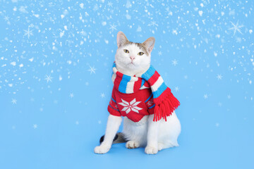 Portrait of a white cat against a blue background. Funny Cat wearing warm sweater and scarf. Place for text. Xmas. Cat clothes. Beautiful Kitten ready for cold winter. Happy New Year. Snowflake. Snow