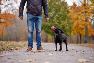 A man plays ball with a dog in an autumn park