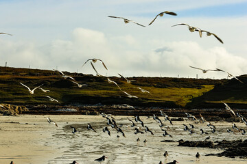 Oystercatcher herd