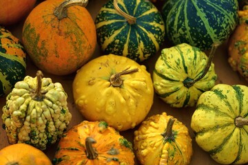 A bunch of small pumpkins of different colors. Pumpkin stem. Orange pumpkin. Green pumpkin. - Powered by Adobe