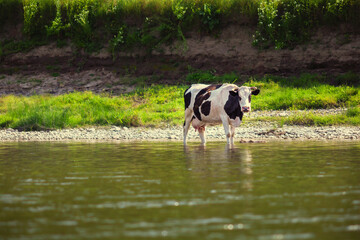 Cow grazes on bank of beautiful river