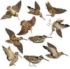 bécasse , mouvement, gibier, chasse, chien, oiseau, volant, vol, ciel, ailes, faune, nature, animal, sauvage, ailes, bleu,  bec, 