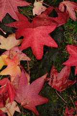 Red Maple Leaves on Ground with Tree Roots Wet with Rain Drops from Storm