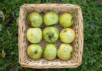 Phyllachora pomigena, Cladosporium or Schizothyrium pomi covering homegrown apples which is a plant pathogen responsible for sooty blotch and flyspeck disease a disease affecting apples. Preserve.
