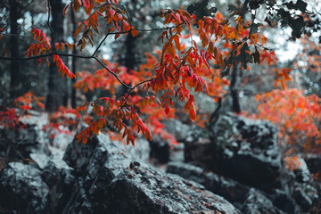 Fall leaves 