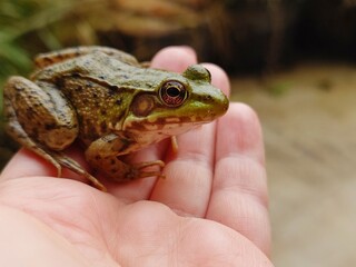 Green frog sitting on the palm. Marsh frog (Pelophylax ridibundus)