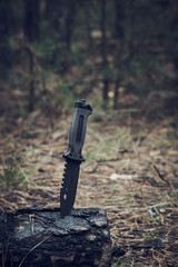Wet, military tactical knife is stuck trunk fallen burnt tree in the forest.