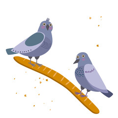pigeons pecking baguette funny picture