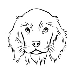Cocker spaniel. Dog head portrait. Animal pet. Vector black and white sketch. Art illustration hand drawn line