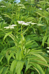 Obraz premium In nature, elderberry herbaceous (Sambucus ebulus) blooms