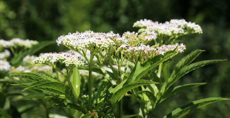 In nature, elderberry herbaceous (Sambucus ebulus) blooms