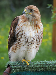 Bussard, Greifvogel
