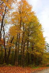 North america fall landscape eastern township Bromont-Shefford Quebec province Canada