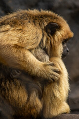 gorila com filhote no zoológico