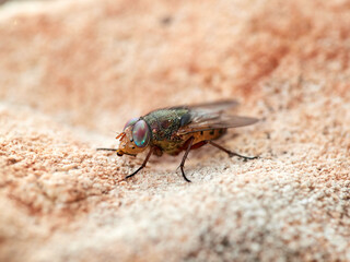 Fly with shiny eyes. Rhiniidae family. One of flies in the order Diptera, and formerly included in...