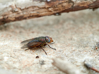 Fly with shiny eyes. Rhiniidae family. One of flies in the order Diptera, and formerly included in the Calliphoridae
