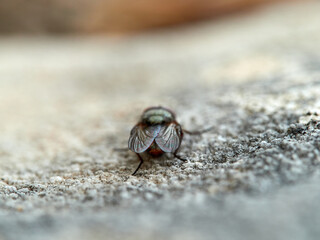 Fly with shiny eyes. Rhiniidae family. One of flies in the order Diptera, and formerly included in the Calliphoridae