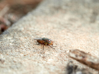 Fly with shiny eyes. Rhiniidae family. One of flies in the order Diptera, and formerly included in the Calliphoridae