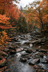 stream in autumn forest