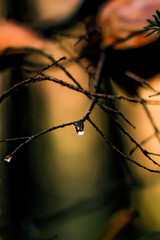 barbed wire on the fence