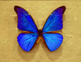 Metallic morpho butterflies comprise many species of Neotropical butterfly under the genus Morpho. This genus includes more than 29 accepted species and 147 accepted subspecies