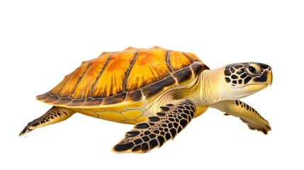 Obraz premium Ocean turtle. PNG