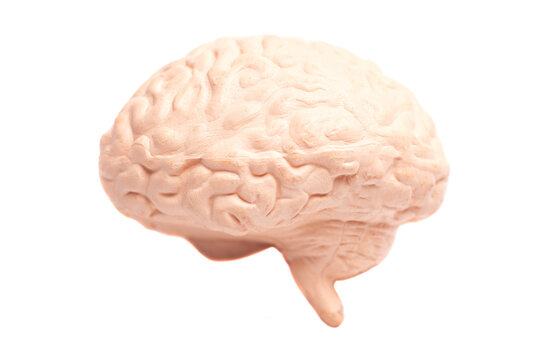 Human brain anatomical model isolated on white background