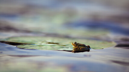 Little frog and beautiful lily leaves on river