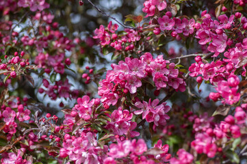 Fototapeta premium Ornamental malus royalty beautiful apple flowering tree, springtime, purple pink flowers in bloom on branches