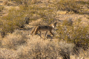 coyote in the mojave desert