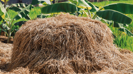 Rice straw in the rice field with banana tree background