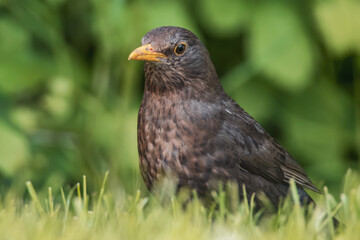 Amsel auf der Wiese