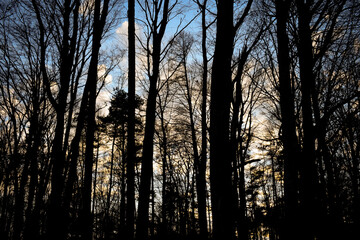 Obraz premium sunset in the forest
