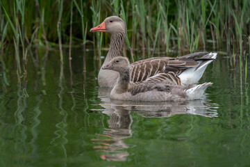 Parent Greylag Goose (Anser anser) out with their young goslings. Gelderland in the Netherlands.                                                                     