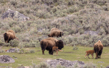 Bison Cow and Calf in Yellowstone National Park in Springtime