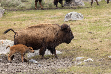 Fototapeta premium Bison Cow and Calf in Yellowstone National Park in Springtime