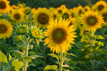 field of sunflowers in summer