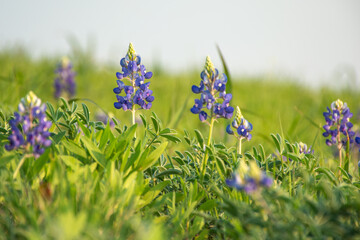texas blue bonnets blooming on a hillside