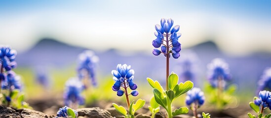 Texas field with blue bonnet flower - obrazy, fototapety, plakaty
