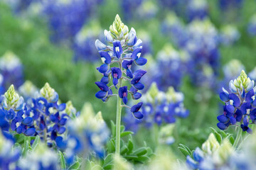 texas blue bonnet flowers in a meadow - obrazy, fototapety, plakaty