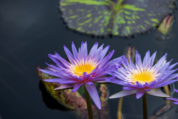 beautiful purple and yellow water lilies in a pond with lush green lily pads  at New Orleans...