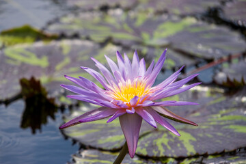 beautiful purple and yellow water lilies in a pond with lush green lily pads at New Orleans...