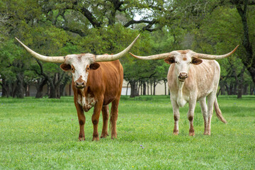 texas longhorn bulls in a field