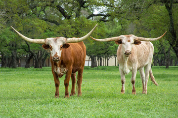 texas longhorn bulls in a field © BFB