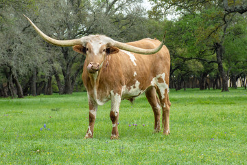 texas longhorn bull in the field