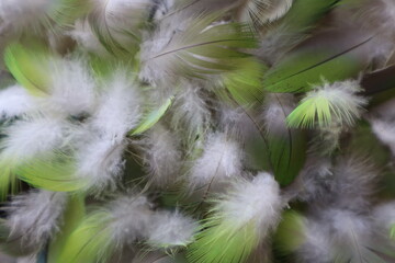 The feathers fluffy a lot of. Small and colorful bird feathers. 