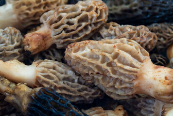 Macro shot of Morchella esculenta growing in the woods. Common morel, yellow morel, true morel mushroom.