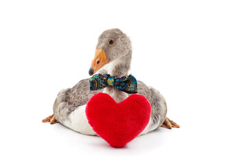 Goose in butterflies and with a heart.